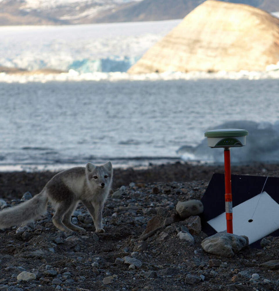 'En polarrev har fattet interesse for et GPS-apparat som måler Kronebreen på Svalbard'