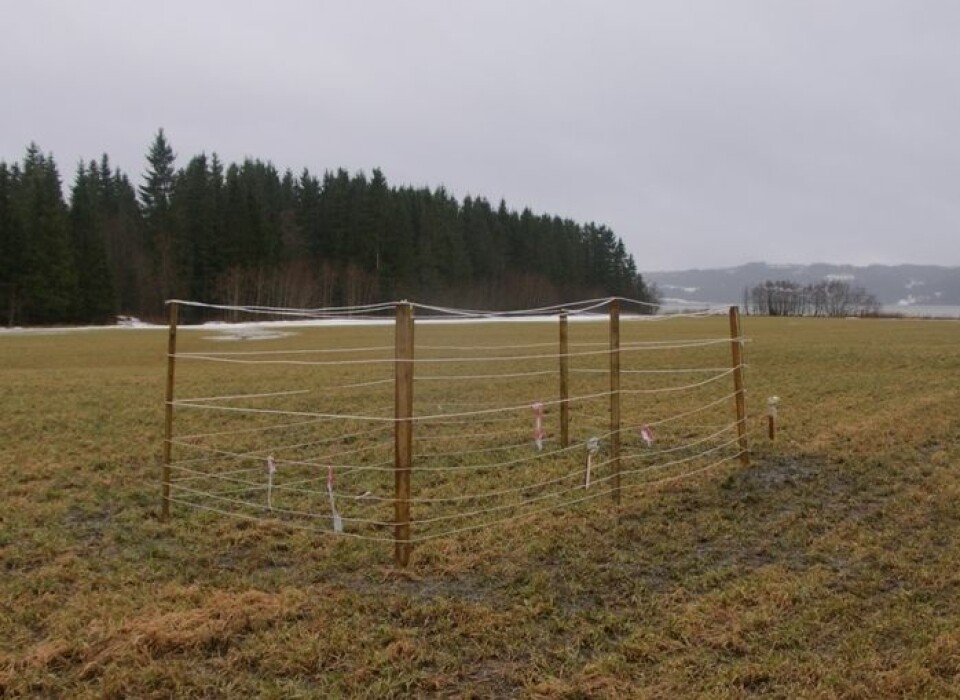 Beitebur av den typen brukt i dette forsøket i Steinkjer kommune. (Foto: Jarle W. Bjerke)