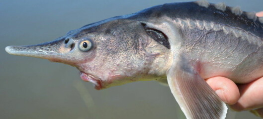Forskere avlet frem merkelig fisk ved et uhell