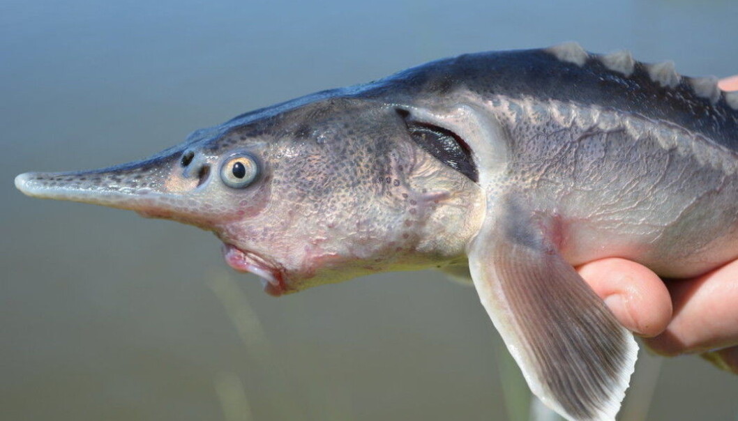 Her ser vi sturddlefish som er en blanding av to fiskearter. Her ser vi sturddlefish som er en blanding av to fiskearter.