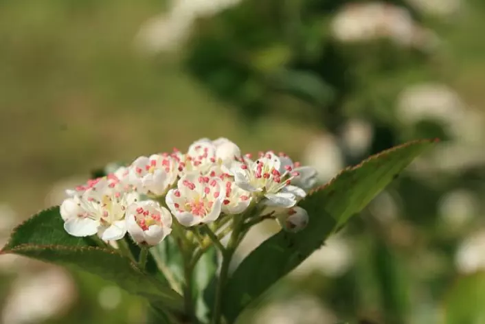 Blomst av svartsurbær, av arten aronia-melanocarpa. (Foto: Wikimedia commons)