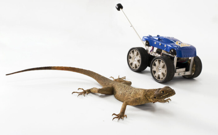Øgla (Agama agama) ved siden av Tailbot - en robotbil med hale. (Foto: Robert Full lab/UC Berkeley) Øgla (Agama agama) ved siden av Tailbot - en robotbil med hale. (Foto: Robert Full lab/UC Berkeley)