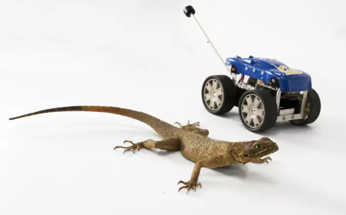 Øgla (Agama agama) ved siden av Tailbot - en robotbil med hale. (Foto: Robert Full lab/UC Berkeley)
