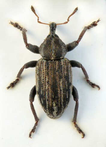 Det mest interessante funnet under oppstartsmøtet for Nordic Coleoptera Group var kanskje denne snutebillen, en Hypera fornicata, som i tilfelle er ny for Norge. (Foto: Christoffer Fägerström) Det mest interessante funnet under oppstartsmøtet for Nordic Coleoptera Group var kanskje denne snutebillen, en Hypera fornicata, som i tilfelle er ny for Norge. (Foto: Christoffer Fägerström)