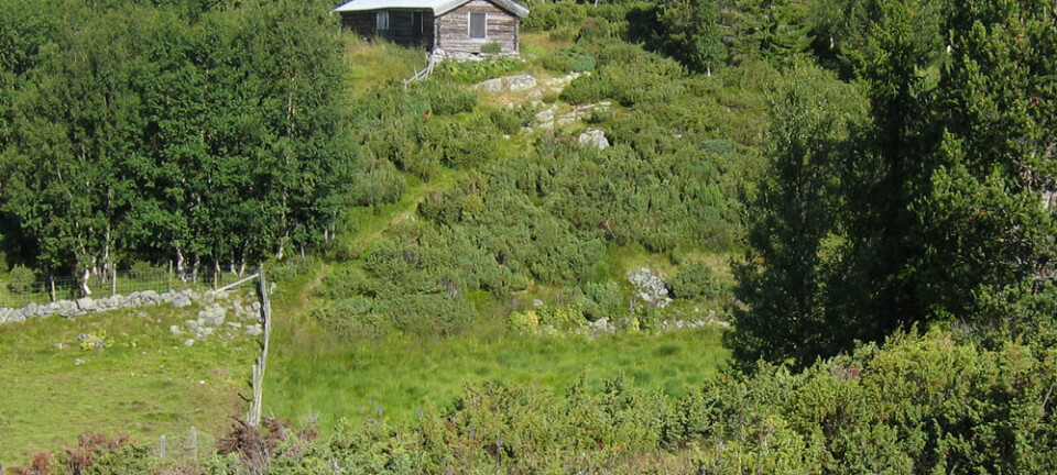 For 40 år siden var landskapet rundt Venåssætra helt åpent, med grasrik beitemark. Nå tar einer, vier, furu, gran og bjørk over landskapet. Anders Bryn