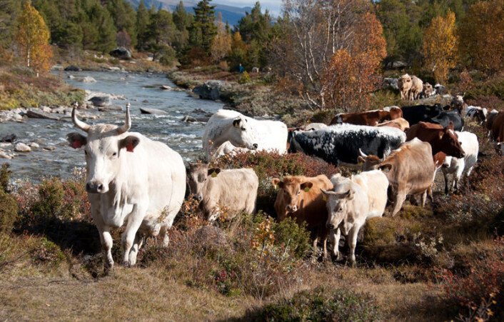 Vestlandsk fjordfe er en av de norske tradisjonelle husdyrrasene. Disse husdyrrasene er en del av norsk kulturhistorie og kan dessuten ha gener som vi kan få god bruk for i framtida. Vestlandsk fjordfe hører tradisjonelt hjemme på Vestlandet mellom Hordaland og Møre. (Foto: Anna Rehnberg) Vestlandsk fjordfe er en av de norske tradisjonelle husdyrrasene. Disse husdyrrasene er en del av norsk kulturhistorie og kan dessuten ha gener som vi kan få god bruk for i framtida. Vestlandsk fjordfe hører tradisjonelt hjemme på Vestlandet mellom Hordaland og Møre. (Foto: Anna Rehnberg)