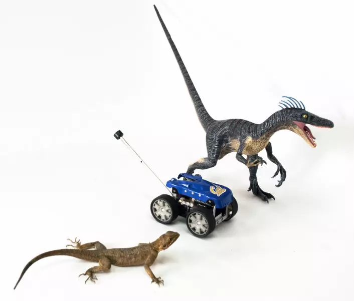 Øgla Agama agama med Tailbot og en modell av dinosauren velociraptor. (Foto: T. Libby, E. Chang-Siu og P. Jennings/PolyPEDAL Lab &amp; CiBER/UC Berkeley)
