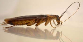 Denne amerikanske kakerlakken renser følehornene sine med munnen. Dermed kan han lukte seg frem til damer som er villige til å lage barn med ham. (Foto: Ayako Wada-Katsumata) Denne amerikanske kakerlakken renser følehornene sine med munnen. Dermed kan han lukte seg frem til damer som er villige til å lage barn med ham. (Foto: Ayako Wada-Katsumata)