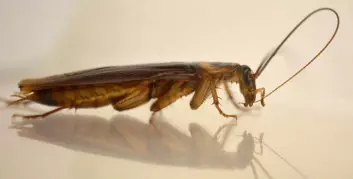 Denne amerikanske kakerlakken renser følehornene sine med munnen. Dermed kan han lukte seg frem til damer som er villige til å lage barn med ham. (Foto: Ayako Wada-Katsumata)