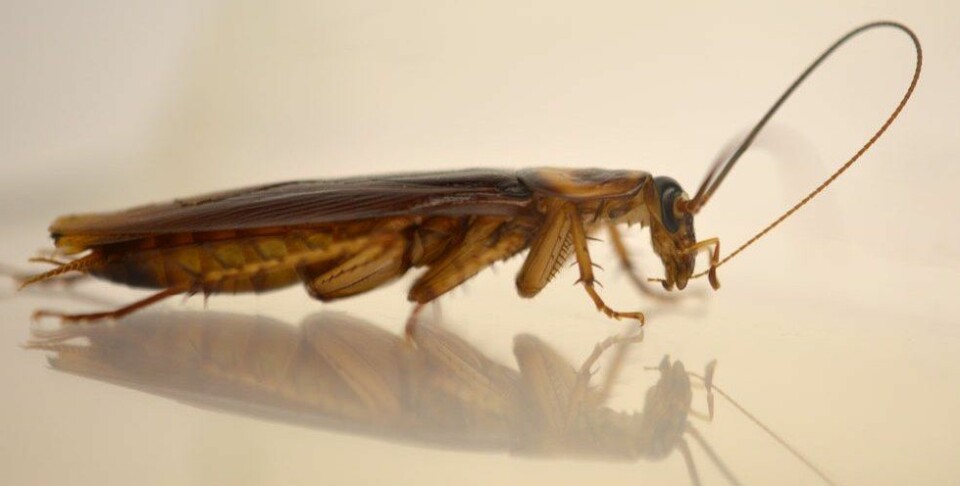 Denne amerikanske kakerlakken renser følehornene sine med munnen. Dermed kan han lukte seg frem til damer som er villige til å lage barn med ham. (Foto: Ayako Wada-Katsumata)