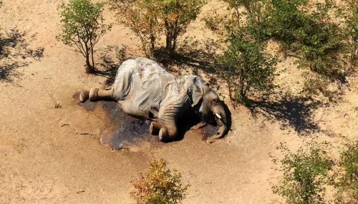 Nå vet eksperter litt mer om hva som kan ha drept nær 300 elefanter i Botswana