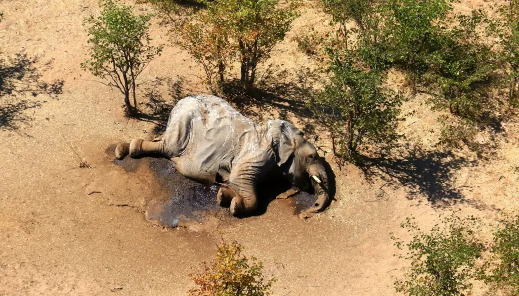 En død elefant som ble funnet i Okavango-deltaet i Botswana.