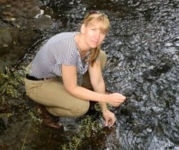 Karin Margarita Frei samler vannprøver fra en elv på Bornholm. (Foto: Frei) Karin Margarita Frei samler vannprøver fra en elv på Bornholm. (Foto: Frei)