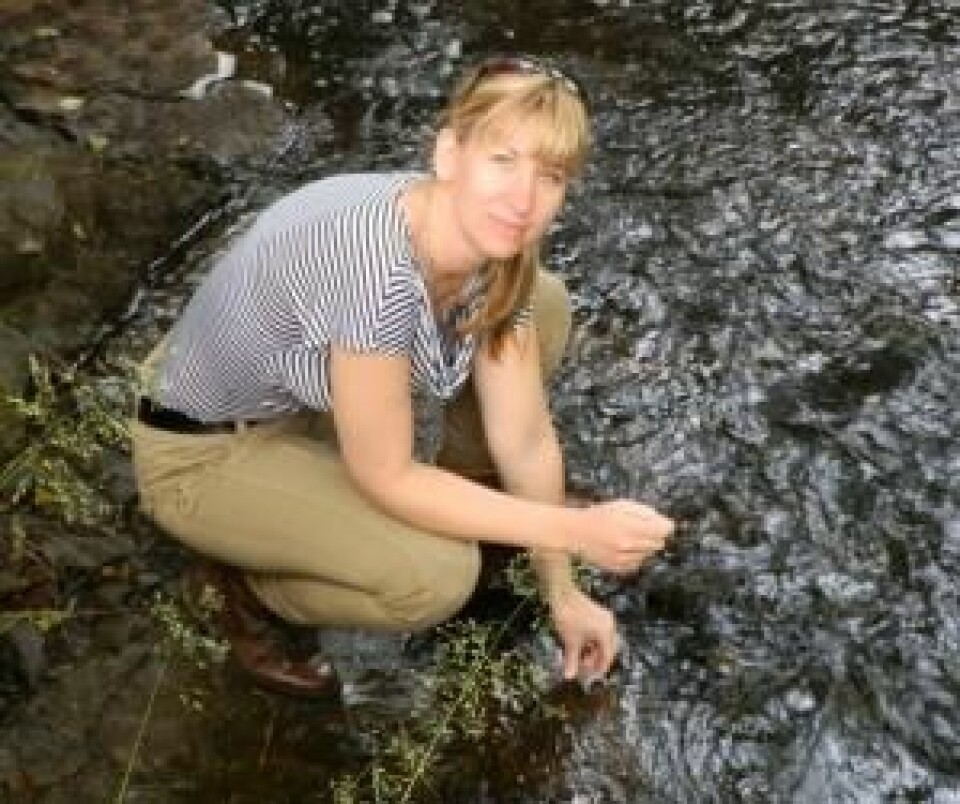 Karin Margarita Frei samler vannprøver fra en elv på Bornholm. (Foto: Frei)