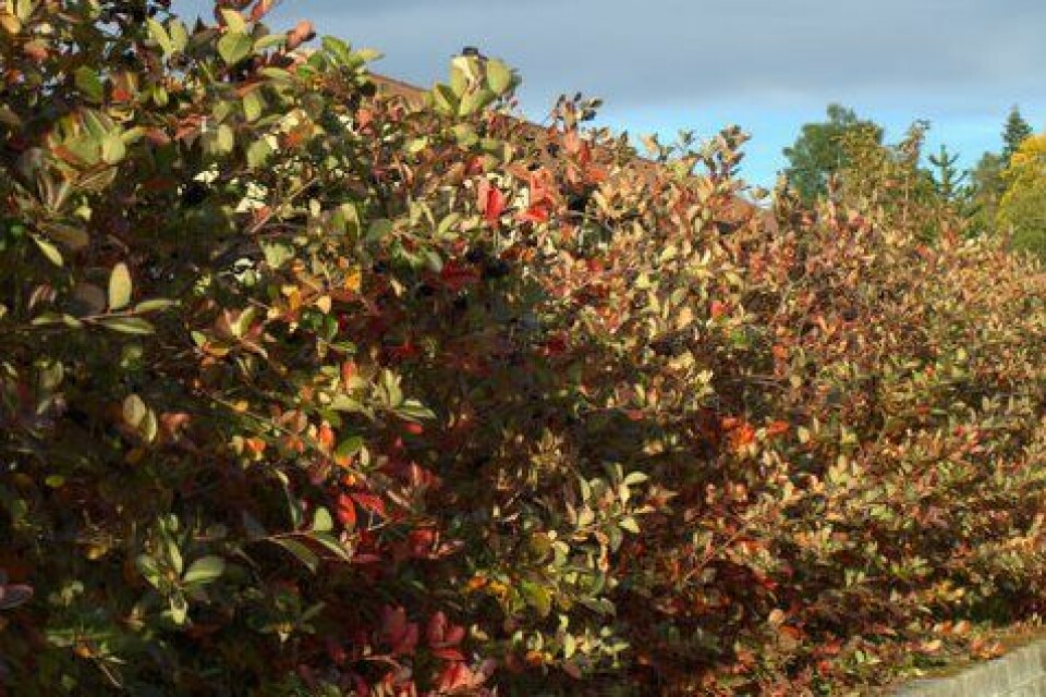 Hekk av svartsurbær tidlig om høsten. (Foto: Susanne Friis Pedersen)