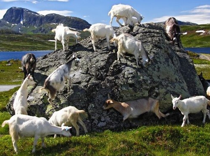 Geiter som beiter i fjellet gir god dyrevelferd. Her fra Jotunheimen. (Foto: Shutterstock) Geiter som beiter i fjellet gir god dyrevelferd. Her fra Jotunheimen. (Foto: Shutterstock)