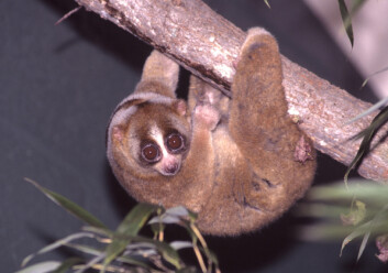 Dovenlorien beveger seg meget tregt og langsomt, derav navnet. Den lever i Asia, fra Bangladesh til Vietnam, Malaysia, Sumatra, Java og Borneo. (Foto: David Haring / Duke Lemur Center/Wikimedia Commons) Dovenlorien beveger seg meget tregt og langsomt, derav navnet. Den lever i Asia, fra Bangladesh til Vietnam, Malaysia, Sumatra, Java og Borneo. (Foto: David Haring / Duke Lemur Center/Wikimedia Commons)