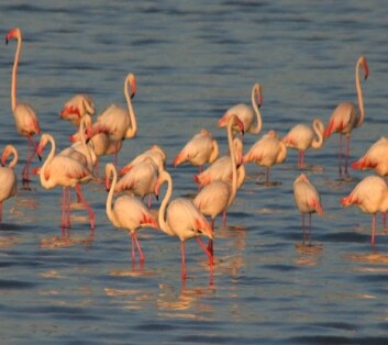 Dvergflamingoer i Lake Manyara, Tanzania. (Foto: NVH) Dvergflamingoer i Lake Manyara, Tanzania. (Foto: NVH)