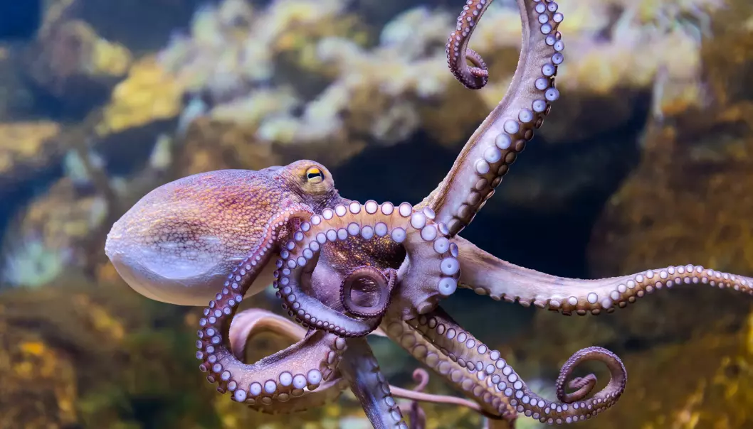 Den åttearmede blekkspruten får ikke plass på Bøckmans topp fem-liste over verdens smarteste dyr; men det er heller ikke langt unna. Med ni hjerner må man kunne forvente såpass.