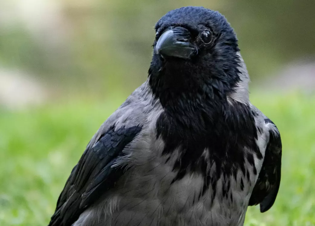 Kråkefuglene kjenner igjen mennesker, er langsinte og lager egne redskaper. Det er blant egenskapene som får den inn på topp fem-lista.