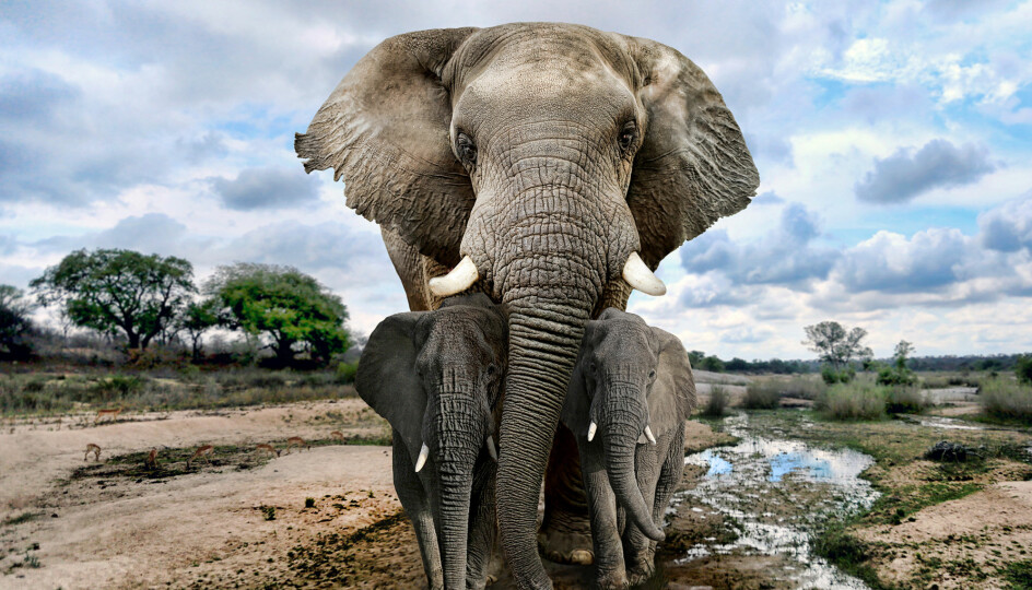 Elefanten er ikke bare fotogen. Den har også en fantastisk flokkmentalitet.