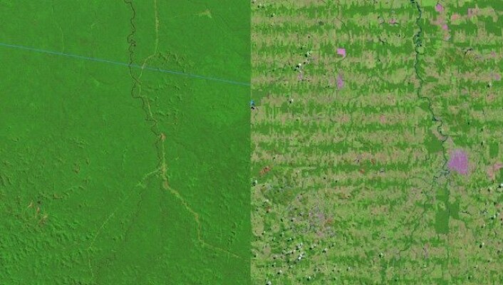 Svært mykje av regnskogen i biletet frå 1975 (venstre) er borte i satelittbiletet frå 2012. (Foto: NASA) Svært mykje av regnskogen i biletet frå 1975 (venstre) er borte i satelittbiletet frå 2012. (Foto: NASA)