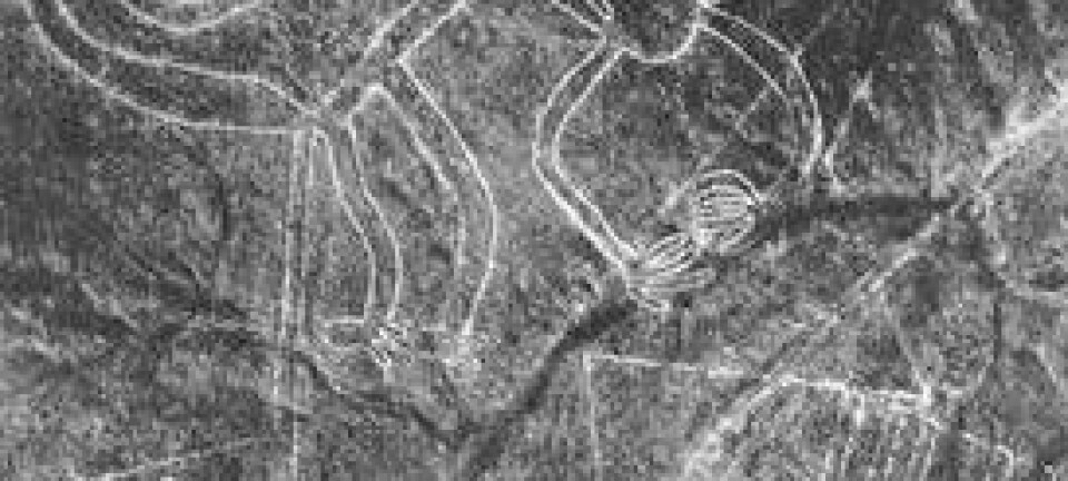Nazca-linjer som førestiller ein apekattfigur. Biletet er tatt av arkeologen Maria Reiche i 1953. cc/Maria Reiche