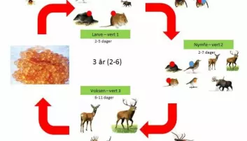 Illustrasjonen viser hvordan de ulike stadiene i flåttens livssyklus suger blod av ulike vertsdyr.