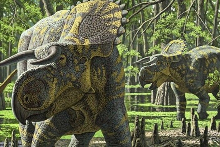 Dette er Nasutoceratops titusi, slik en kunstner har forestilt seg det levende dyret. (Foto: Raul Martin/The Royal Society) Dette er Nasutoceratops titusi, slik en kunstner har forestilt seg det levende dyret. (Foto: Raul Martin/The Royal Society)