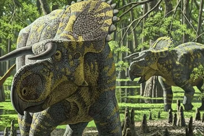 Dette er Nasutoceratops titusi, slik en kunstner har forestilt seg det levende dyret. (Foto: Raul Martin/The Royal Society)