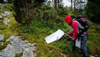 CEES-forsker Vetle M. Stigum under feltarbeid i Sogn og Fjordane: Her "flagger" han etter flått i vegetasjonen nær bakken.