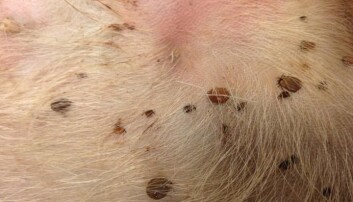 Hjortedyr – som rådyr – kan fôre alle livsstadiene til flåtten, men hjortedyra er "uskyldige" i den forstand at de ikke overfører borrelia-bakteriene. Hjortedyr – som rådyr – kan fôre alle livsstadiene til flåtten, men hjortedyra er "uskyldige" i den forstand at de ikke overfører borrelia-bakteriene.
