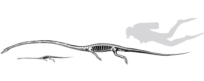 Tegningen av det største dyret er en Tanystropheus hydroides. Den minste er en annen art med navn Tanystropheus longobardicus. De levde på samme tid men spiste forskjellig mat. Tegningen av det største dyret er en Tanystropheus hydroides. Den minste er en annen art med navn Tanystropheus longobardicus. De levde på samme tid men spiste forskjellig mat.