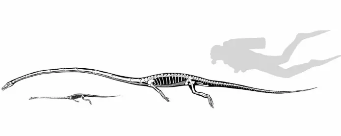 Tegningen av det største dyret er en Tanystropheus hydroides. Den minste er en annen art med navn Tanystropheus longobardicus. De levde på samme tid men spiste forskjellig mat.