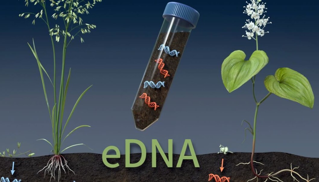 DNA i jordsmonnet forteller også om planter som ikke er synlige i øyeblikket. DNA i jordsmonnet forteller også om planter som ikke er synlige i øyeblikket.