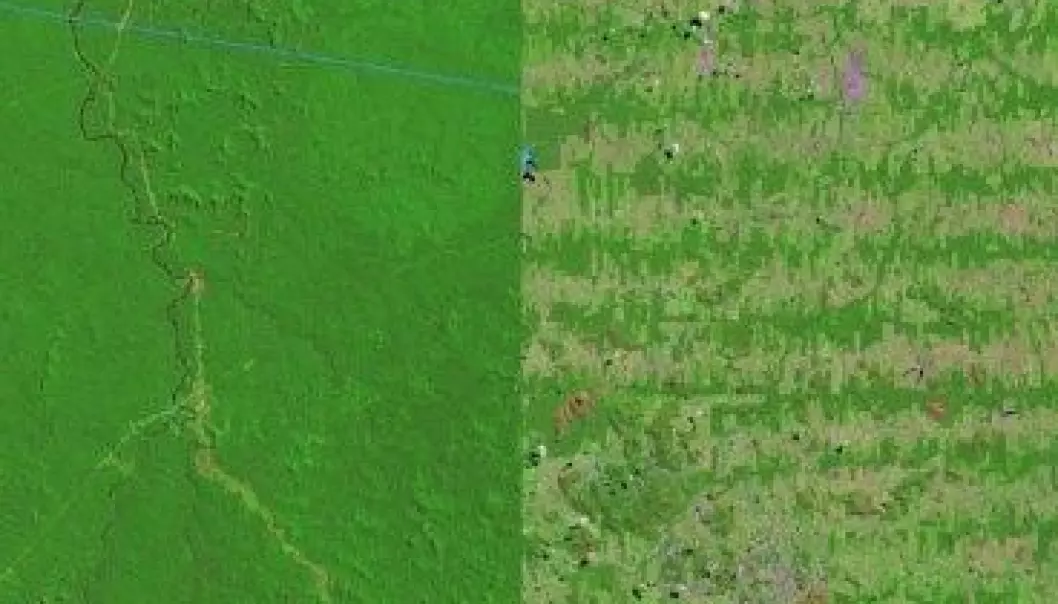 NASA dokumenterer avskoging i Amazonas