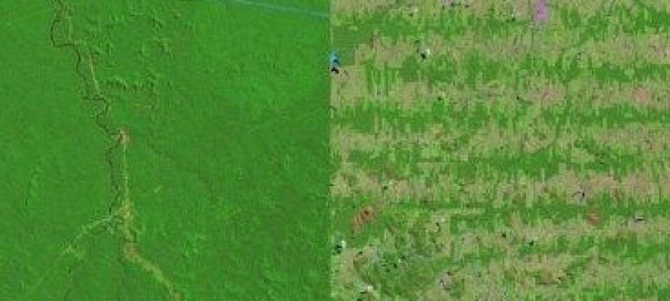 Svært mykje av regnskogen i biletet frå 1975 (venstre) er borte i satelittbiletet frå 2012. NASA