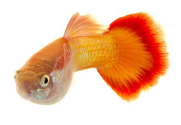 Smarte guppyer viser kostnadene ved store hjerner. (Foto: iStockphoto) Smarte guppyer viser kostnadene ved store hjerner. (Foto: iStockphoto)