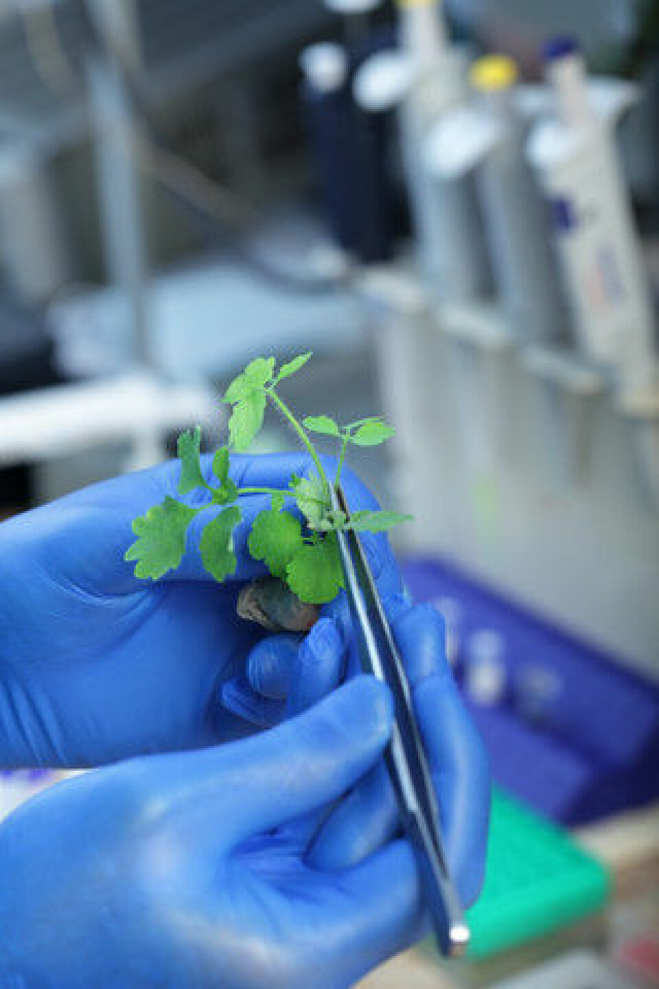 Ved hjelp av plantenes bioaktive stoffer vil forskere prøve å gjøre planter mer robuste. (Foto: Colourbox)