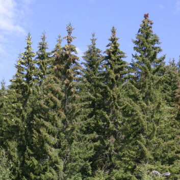 Grana i norske skoger har kommet østfra. (Foto: John Y. Larsson, Skog og landskap) Grana i norske skoger har kommet østfra. (Foto: John Y. Larsson, Skog og landskap)