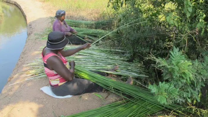 Kvinner ved elva uThongathi i Sør-Afrika har samlet inn en type halvgras som de bruker til å lage sovematter av. (Foto: Lyn Wadley)