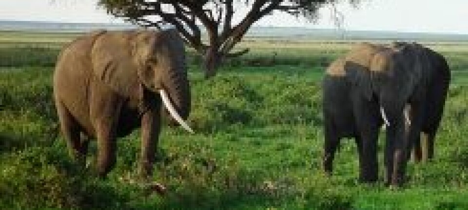 Elefanter på savannen i Kenya (Foto: iStockphoto)