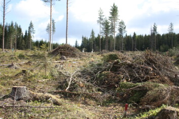 Greiner og topper (grot) samles i hauger der den ligger en bestemt periode før den fjernes. (Foto: Kjersti Holt Hanssen, Skog og landskap) Greiner og topper (grot) samles i hauger der den ligger en bestemt periode før den fjernes. (Foto: Kjersti Holt Hanssen, Skog og landskap)