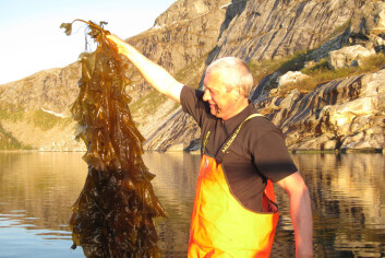 Oddmund Sakariassen høster sukkertare i Åselistraumen. (Foto: Bioforsk) Oddmund Sakariassen høster sukkertare i Åselistraumen. (Foto: Bioforsk)