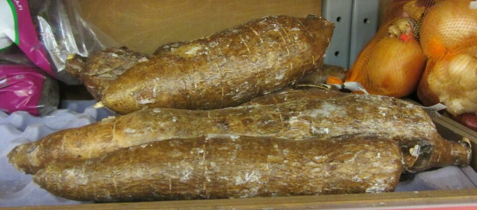 Forskerne har arbeidet med de subtropiske plantene durra og kassava. Slike kassavaknoller er svært rike på stivelse. (Foto: Wikimedia commons)