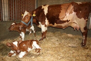 Ku med tvillingkalver. (Foto: Norges veterinærhøgskole) Ku med tvillingkalver. (Foto: Norges veterinærhøgskole)