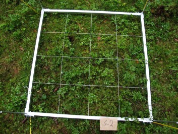 Det skjer store forandringer i vegetasjonen etter hogst. Dette bildet er fra året før hogsten ble foretatt. Vegetasjonsruten er dominert av blåbærlyng, mose og hårfrytle. (Foto: Ingvald Røsberg, Skog og landskap) Det skjer store forandringer i vegetasjonen etter hogst. Dette bildet er fra året før hogsten ble foretatt. Vegetasjonsruten er dominert av blåbærlyng, mose og hårfrytle. (Foto: Ingvald Røsberg, Skog og landskap)