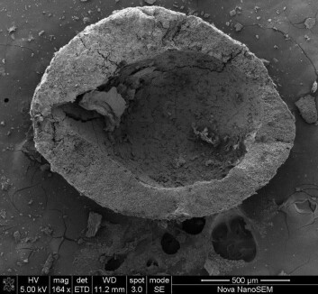 Skallet til et lite nøttelignende frø fra Sibudu. Det er 58 000 år gammelt. (Foto: Christine Sievers)