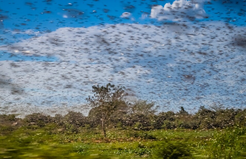 I år har gresshopper spist så mye at det truer tilgangen til mat i noen land.