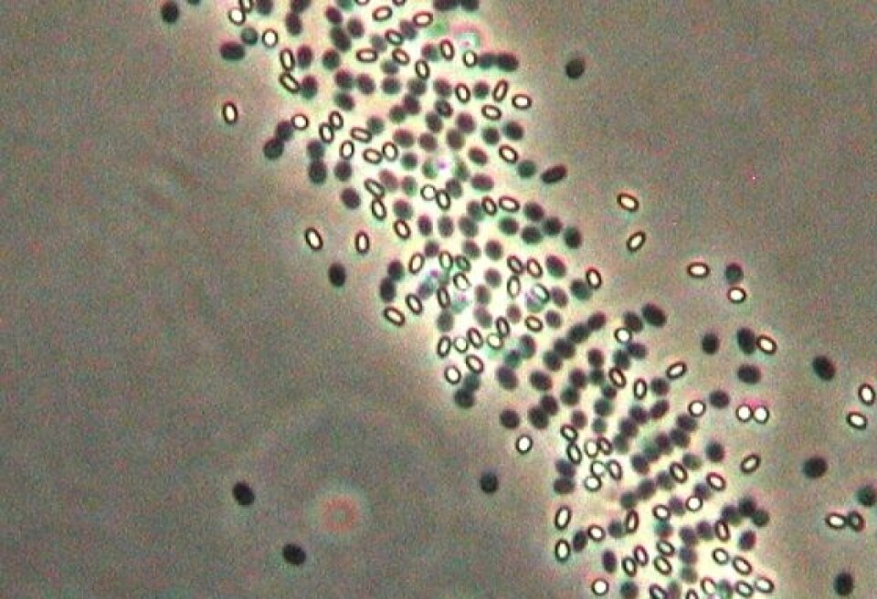 Spiring av Bacillus pumilus-sporer observert i et fasekontrastmikroskop. De lysende sporene er i en dvaletilstand hvor de er spesielt motstandsyktige mot varme. Når sporene spirer blir de mørke på fargen, samtidig som de blir mer varmesenitive. (Foto: Irene S. Løvdal)